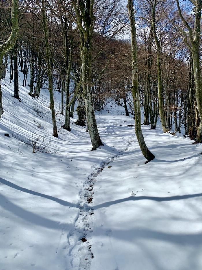 Neve